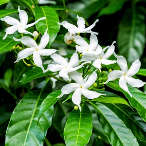 Arabian Jasmine Sambac